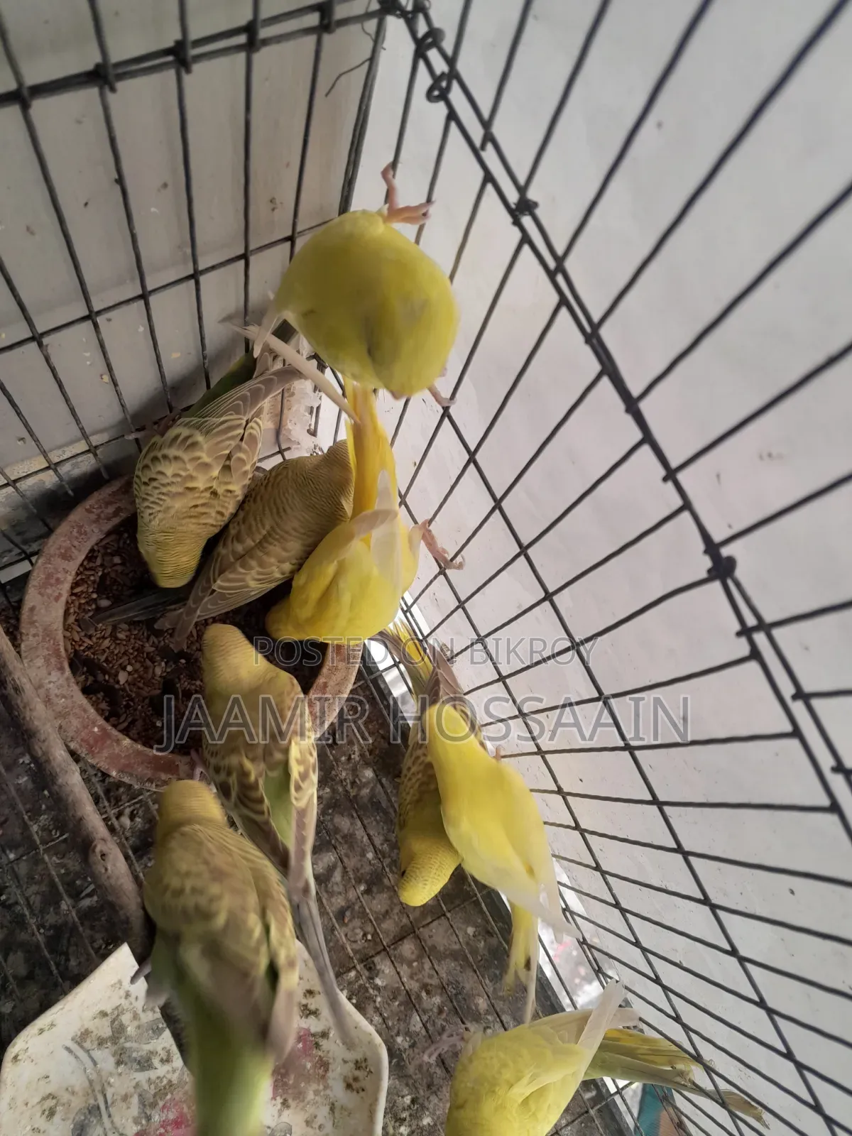 বাজুরিকা পাখি