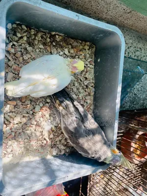 Cockatiel baby for sale Lutino Red Eye, Grey