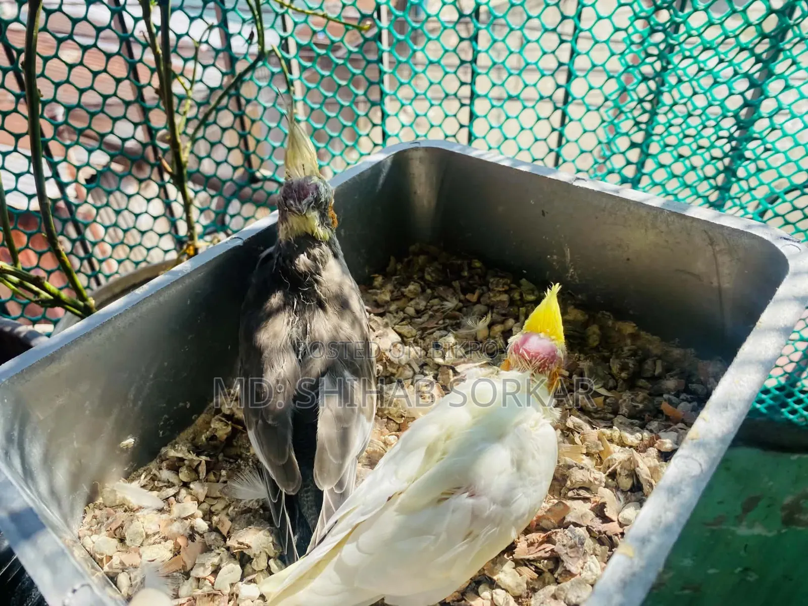 Cockatiel baby for sale Lutino Red Eye, Grey