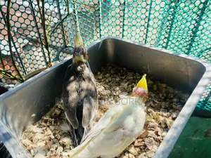 Cockatiel baby for sale Lutino Red Eye, Grey