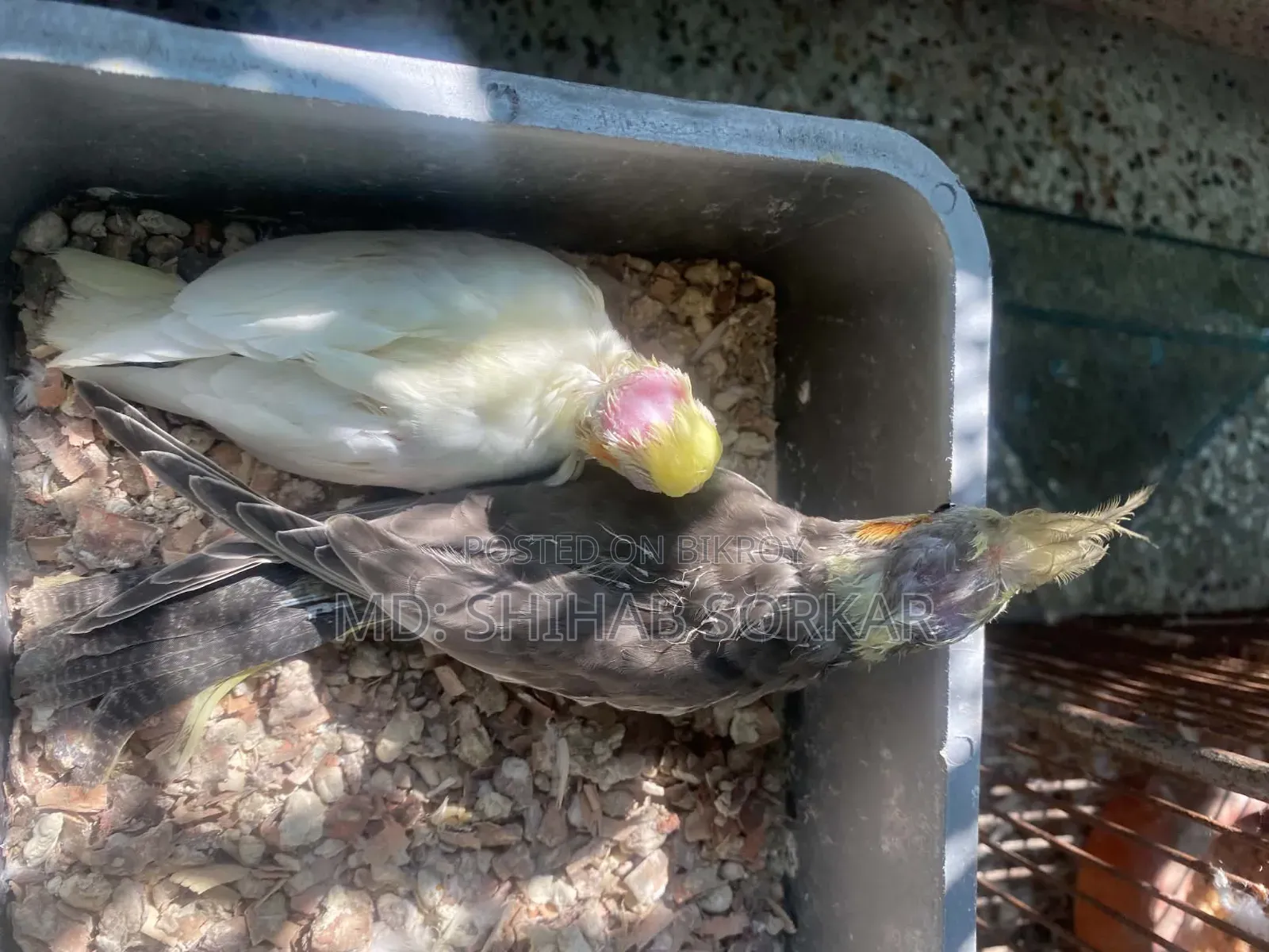 Cockatiel baby for sale Lutino Red Eye, Grey