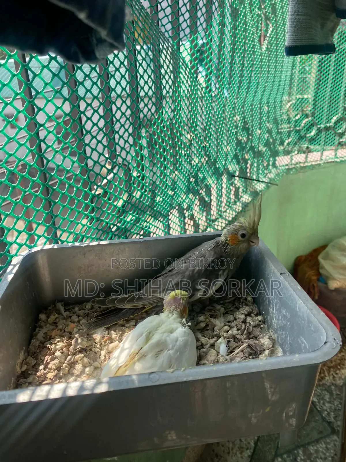 Cockatiel baby for sale Lutino Red Eye, Grey