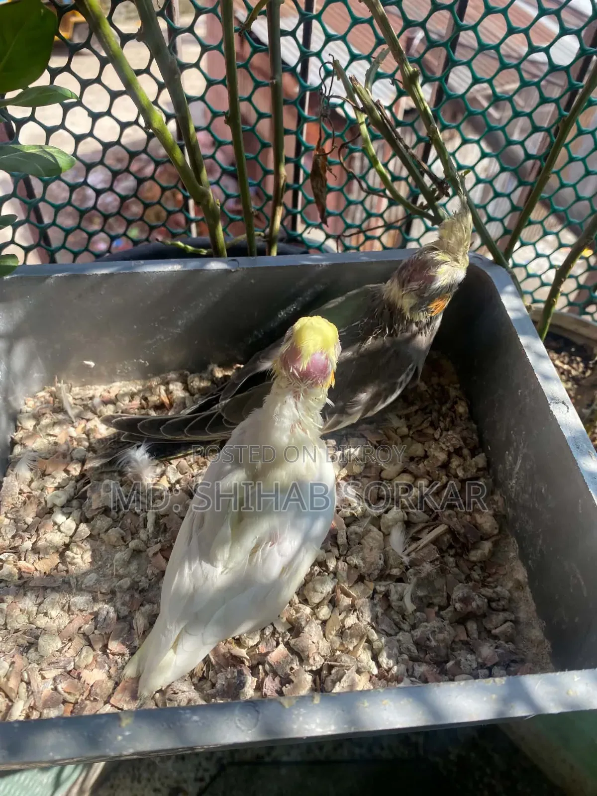 Cockatiel baby for sale Lutino Red Eye, Grey