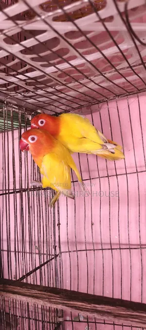 লাভ বার্ড পাখি