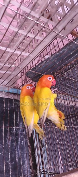 লাভ বার্ড পাখি