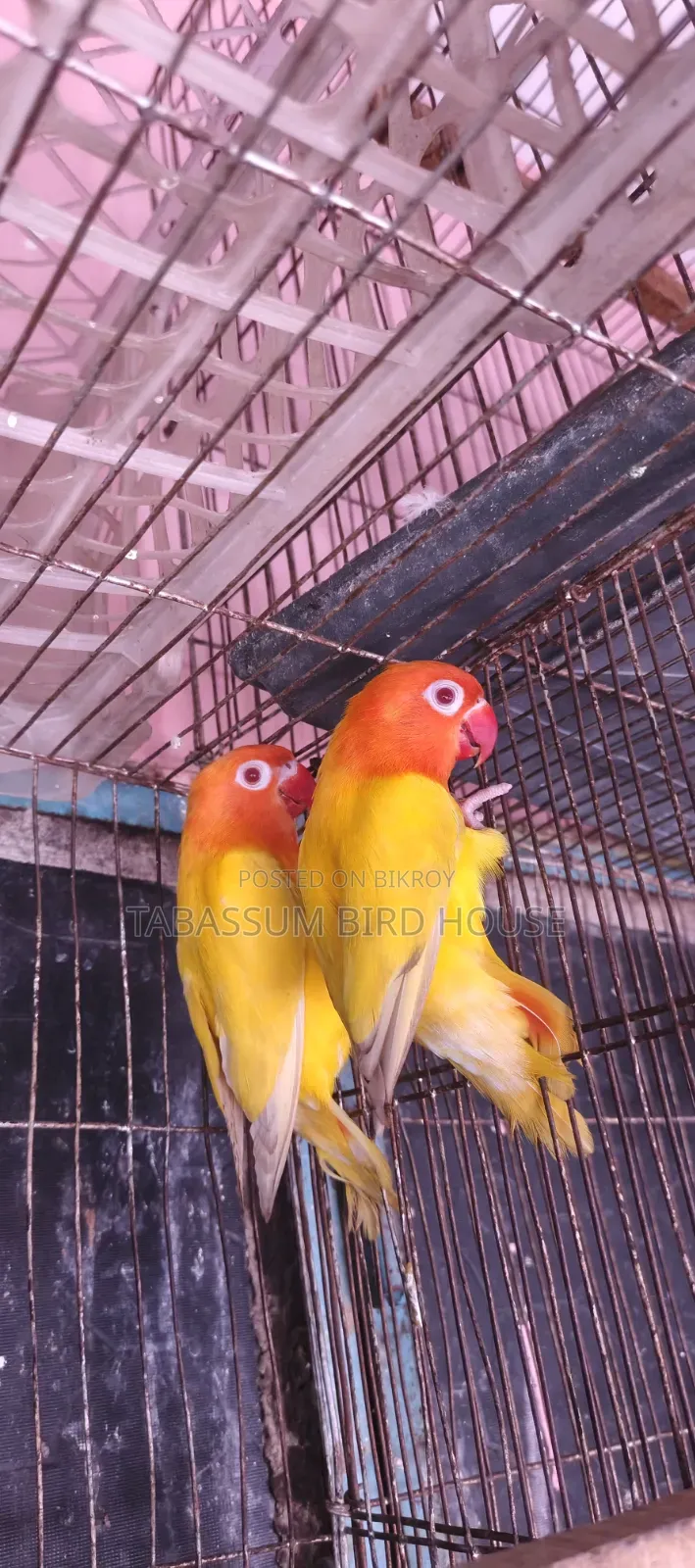 লাভ বার্ড পাখি