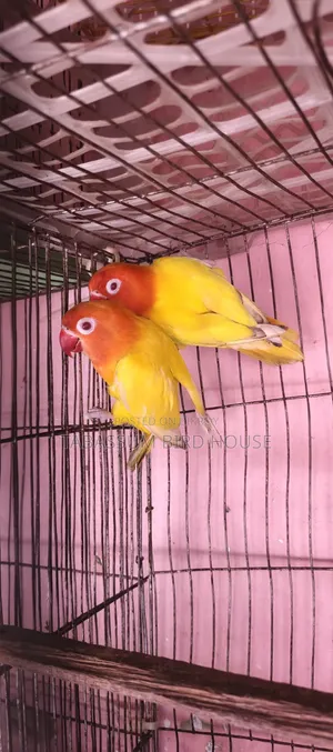লাভ বার্ড পাখি
