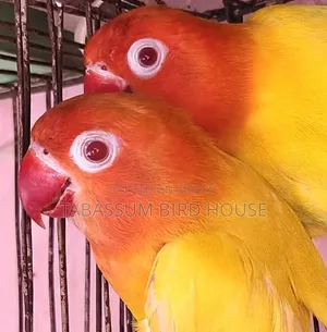 লাভ বার্ড পাখি