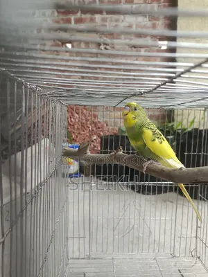 Budgerigar Birds