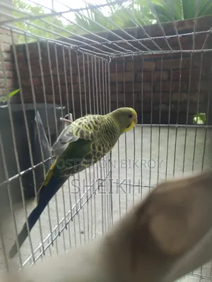 Budgerigar Birds