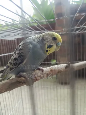 Budgerigar Birds