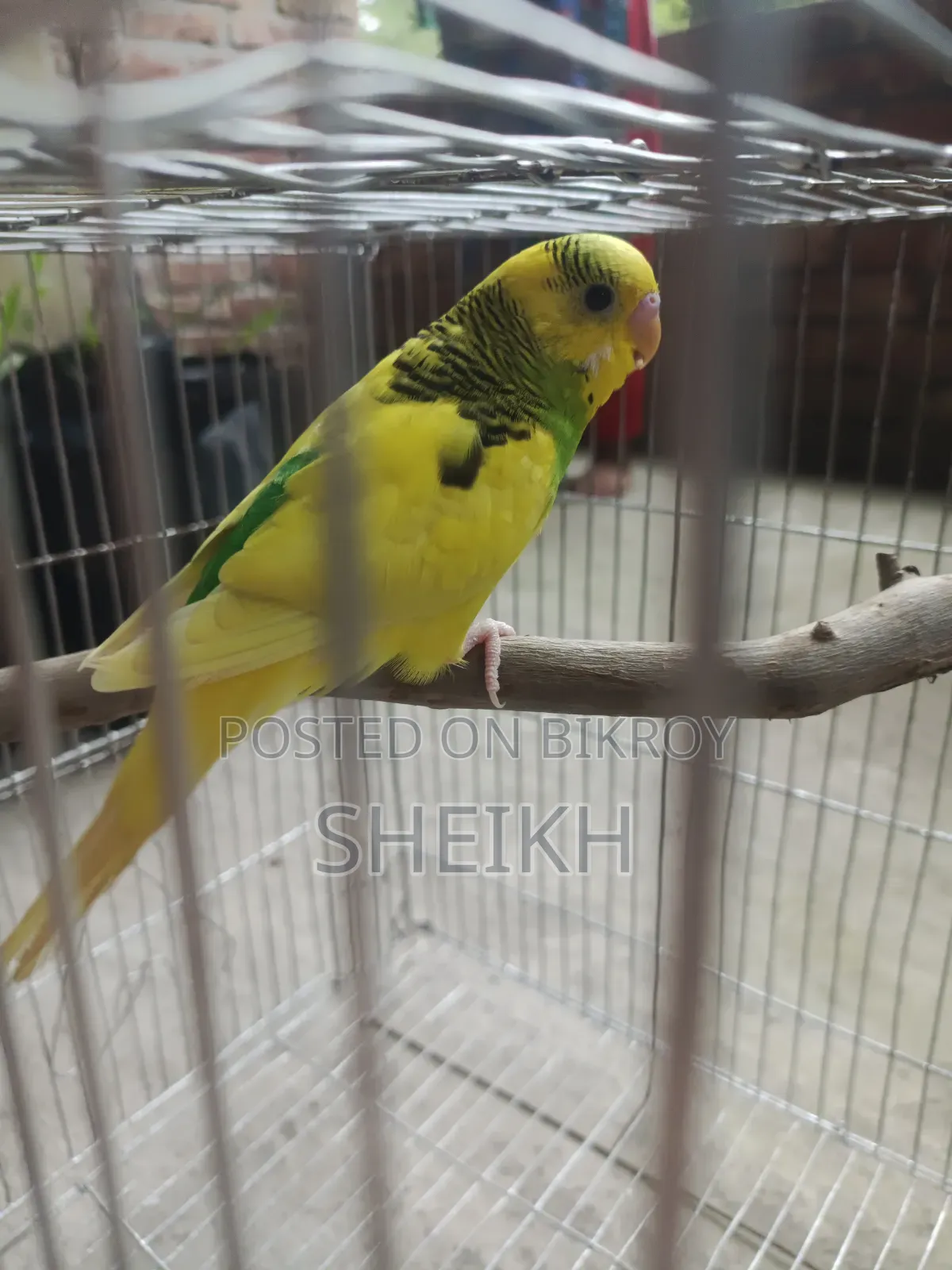 Budgerigar Birds