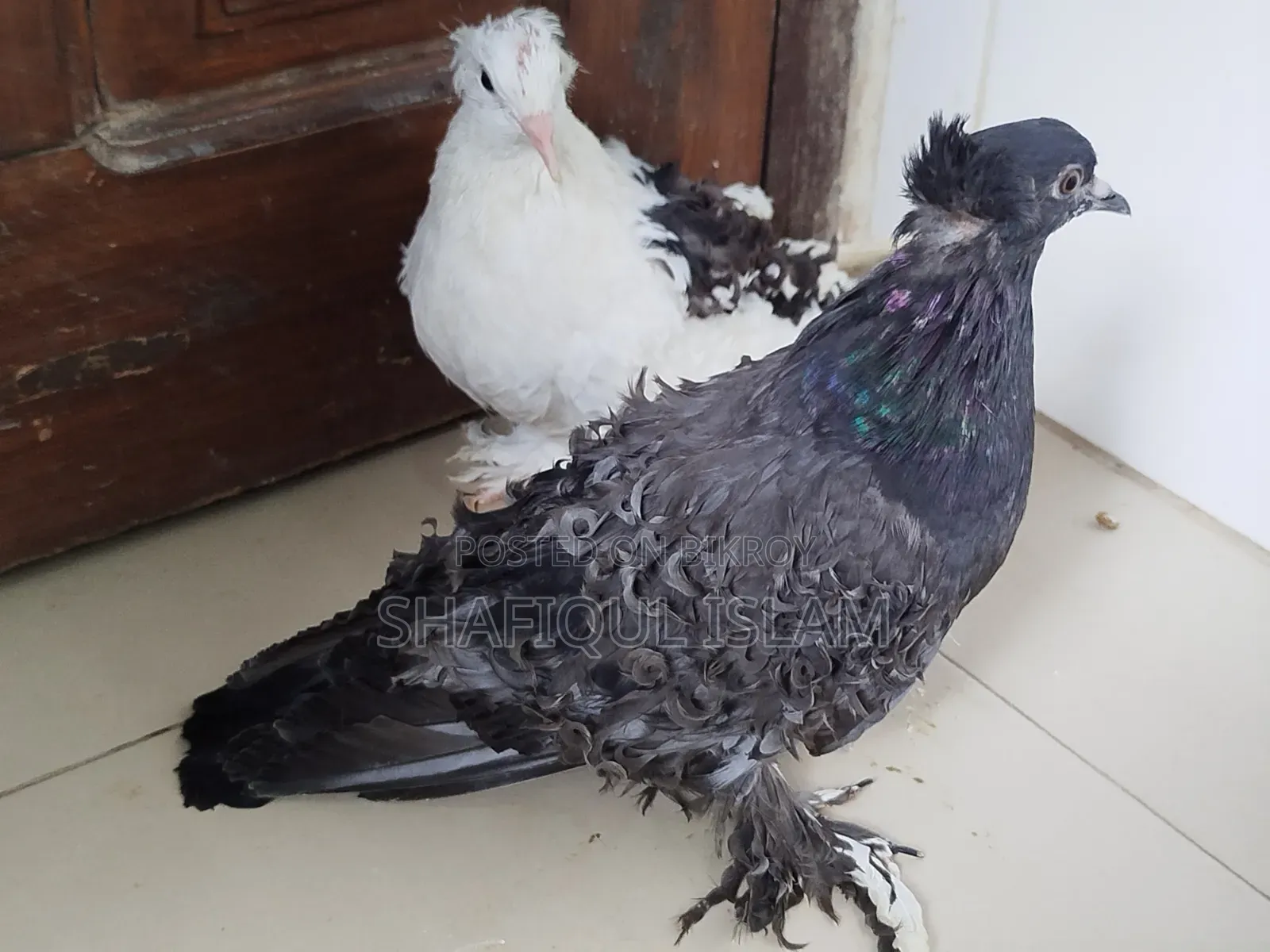 ফ্রিলব্যাক বেবি