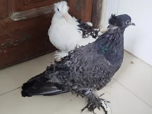 ফ্রিলব্যাক বেবি