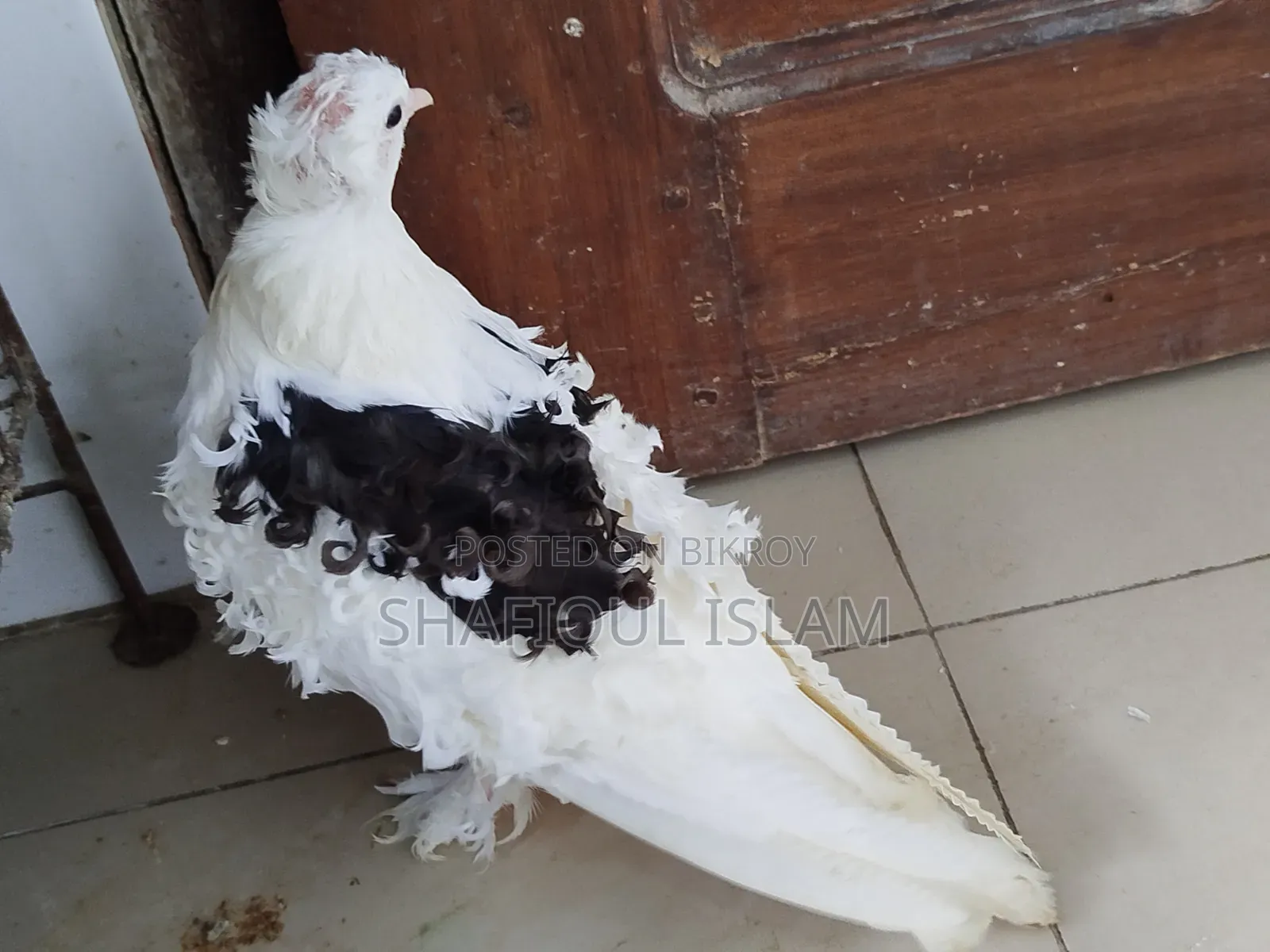 ফ্রিলব্যাক বেবি