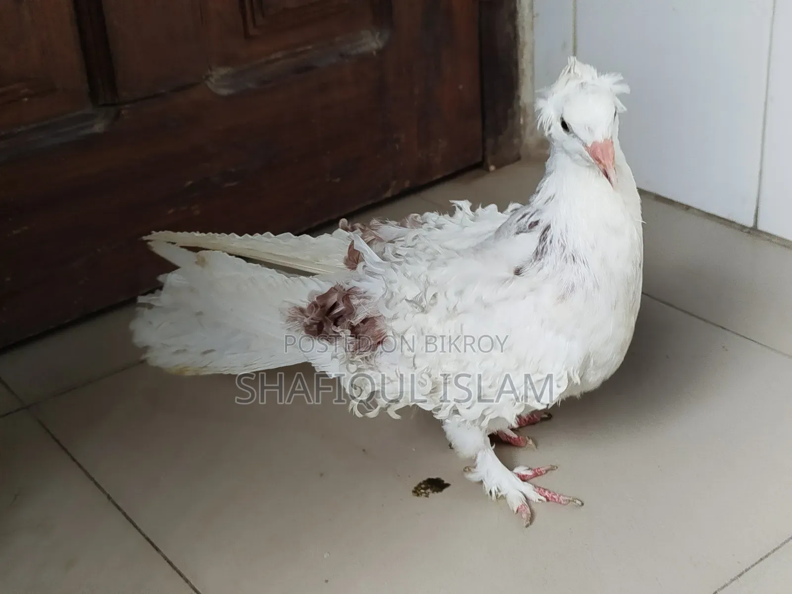 ফ্রিলব্যাক বেবি