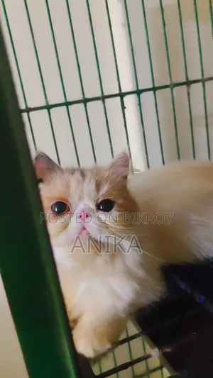 6-12 Months Female Purebred Exotic