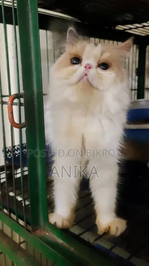 6-12 Months Female Purebred Exotic