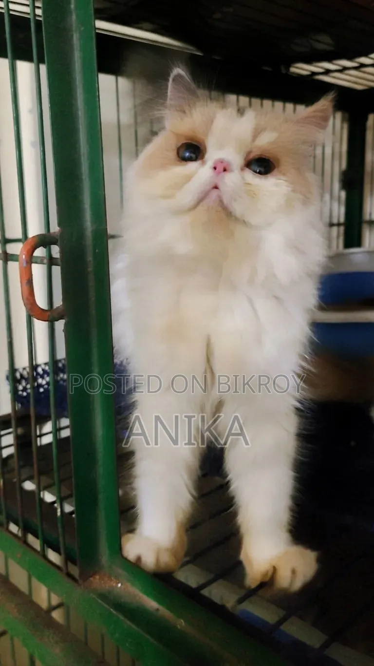 6-12 Months Female Purebred Exotic