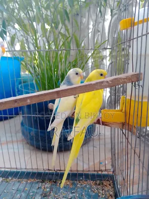 বাজরিগার বিক্রি