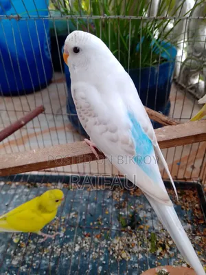 Budgerigar for sale