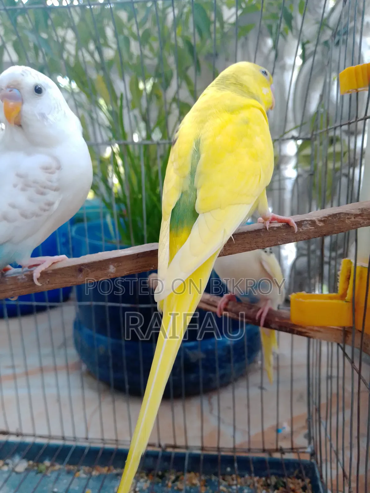 Budgerigar for sale