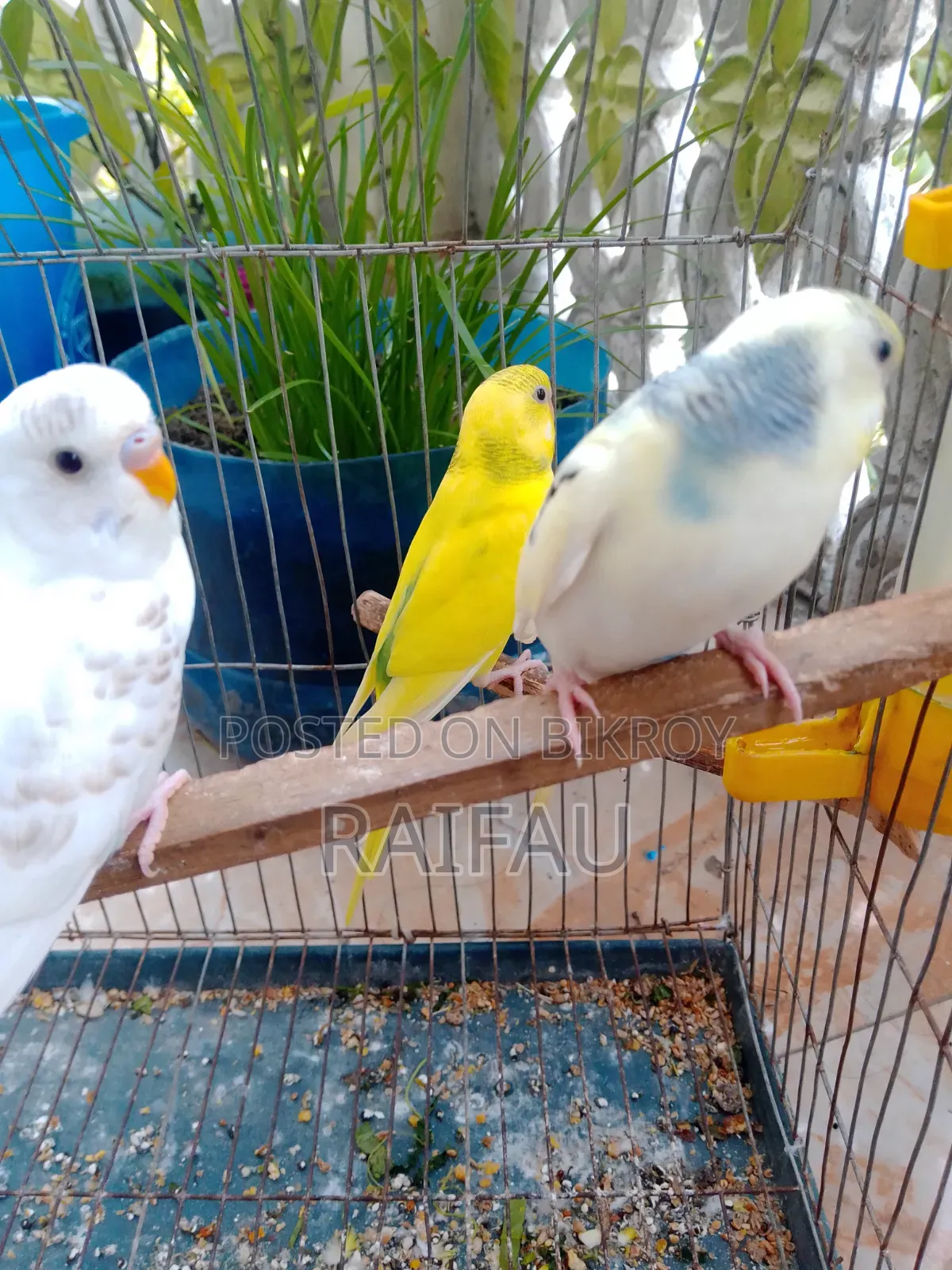 Budgerigar for sale