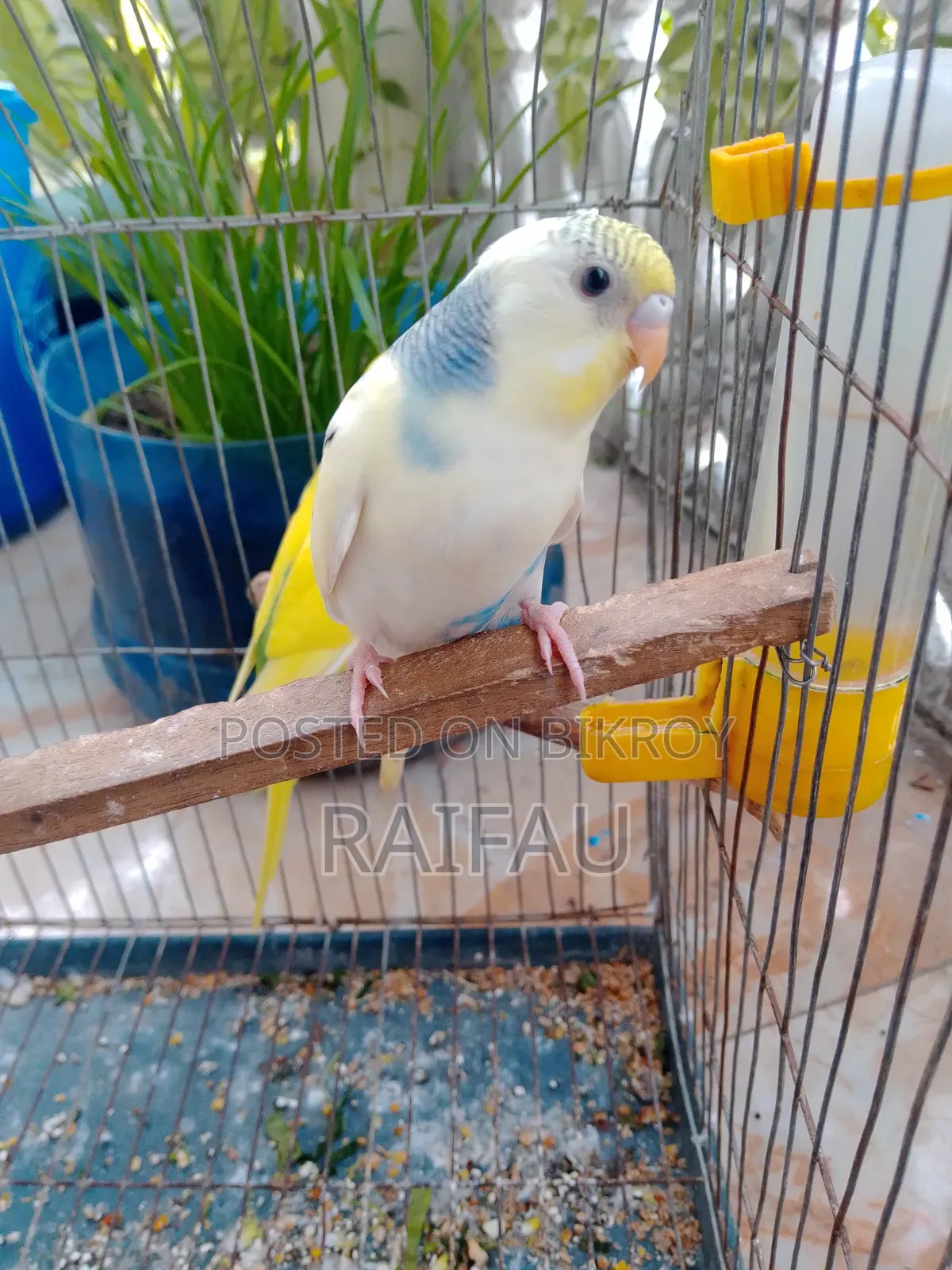 Budgerigar for sale