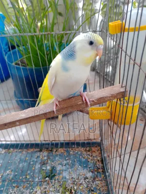 Budgerigar for sale