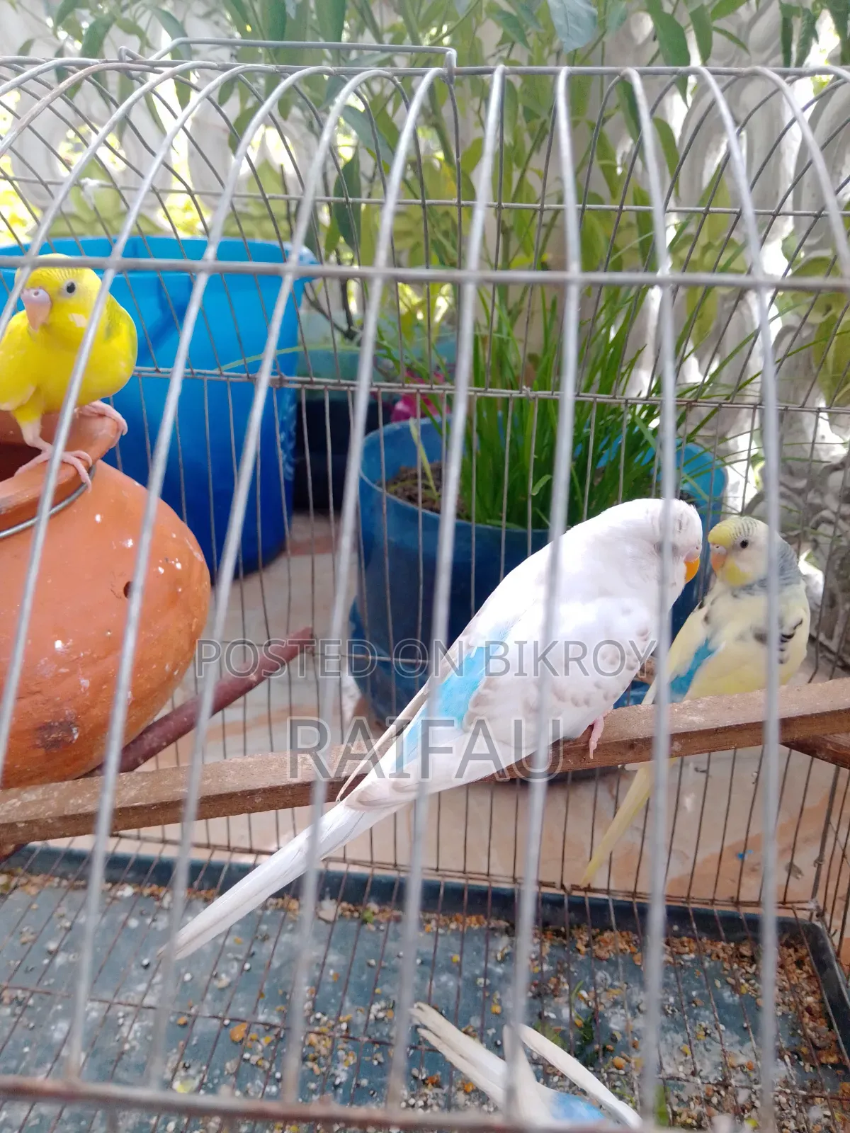 Budgerigar for sale