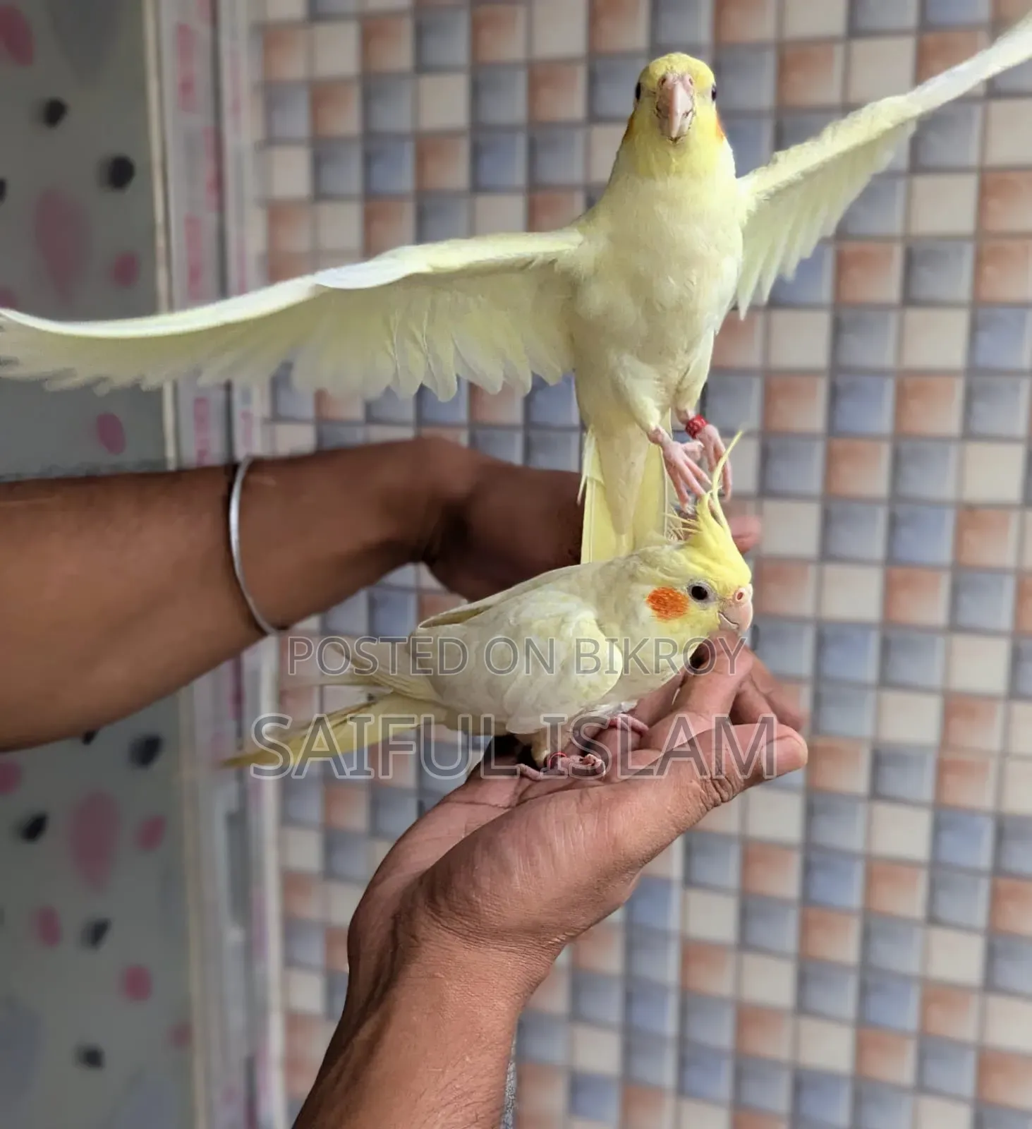 ককাটেল লুটিনো হেভি পার্ল