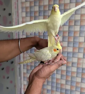 ককাটেল লুটিনো হেভি পার্ল