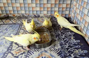 ককাটেল লুটিনো হেভি পার্ল