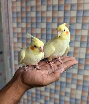 ককাটেল লুটিনো হেভি পার্ল
