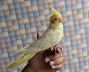 ককাটেল লুটিনো হেভি পার্ল