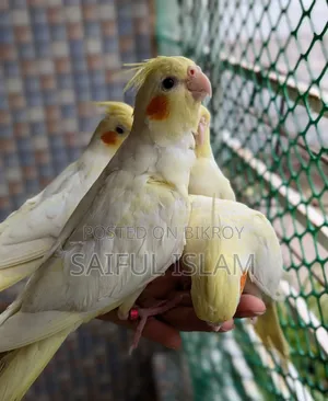 ককাটেল লুটিনো হেভি পার্ল