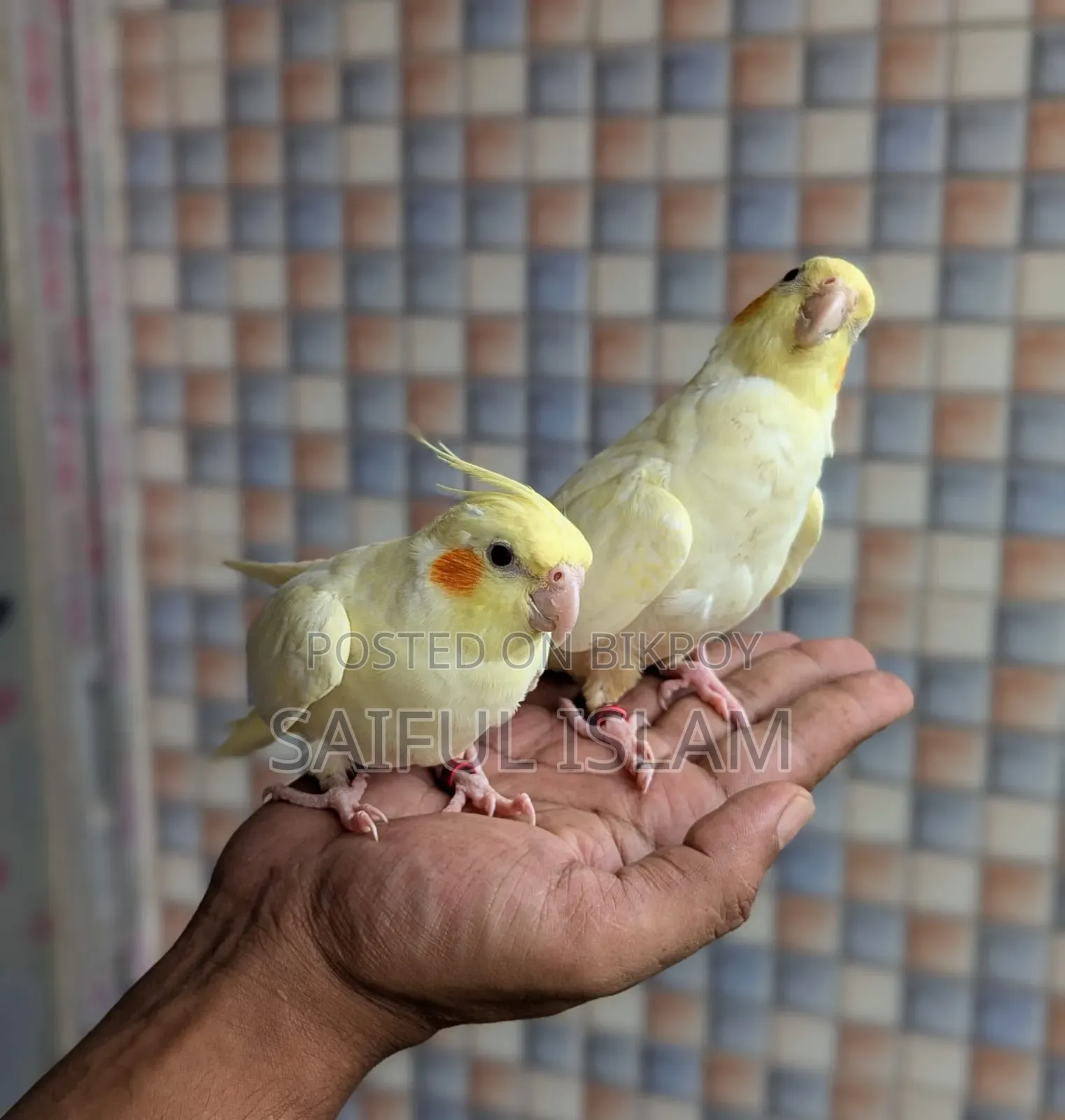 ককাটেল লুটিনো হেভি পার্ল