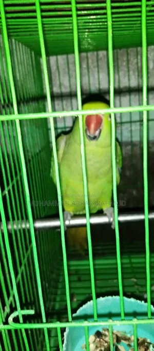 তোতা/ টিয়া পাখি