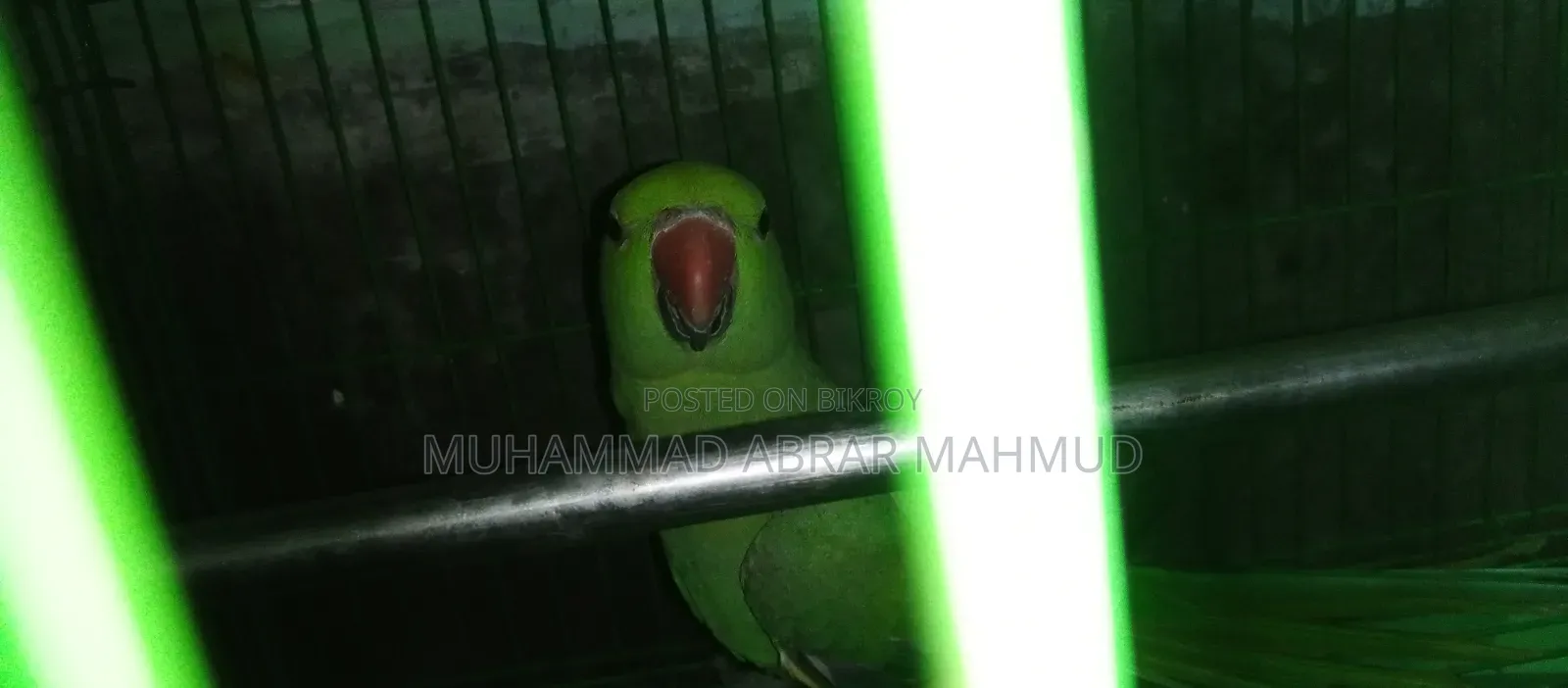 Parrot