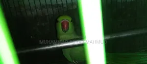 Parrot