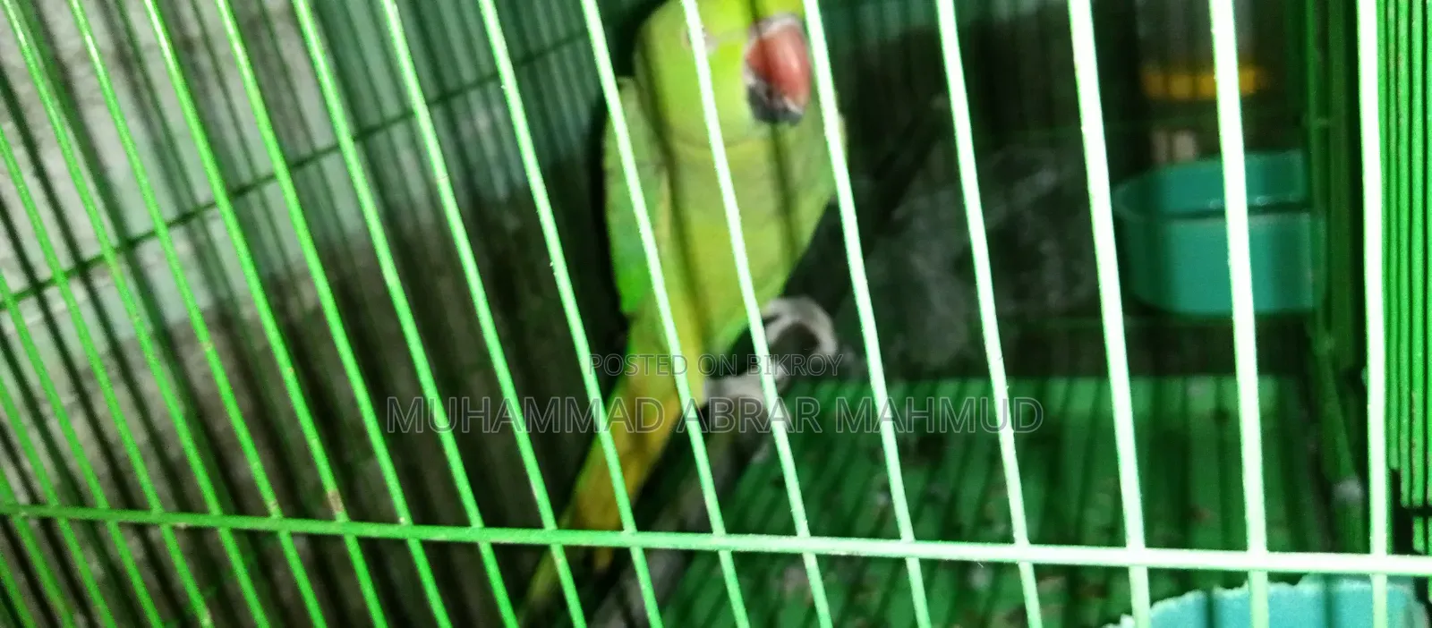 Parrot