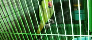 Parrot