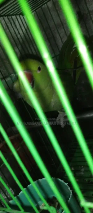 Parrot