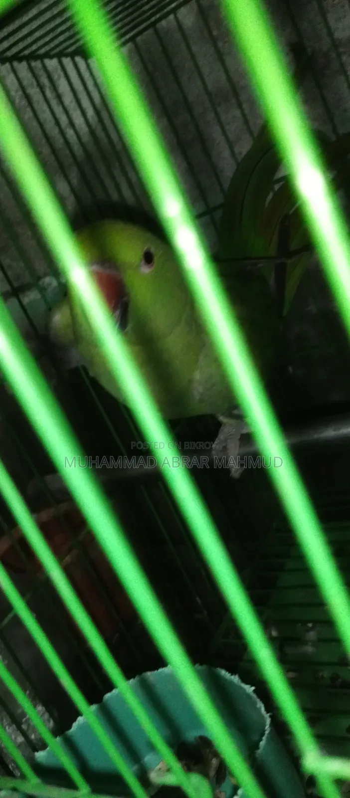 Parrot