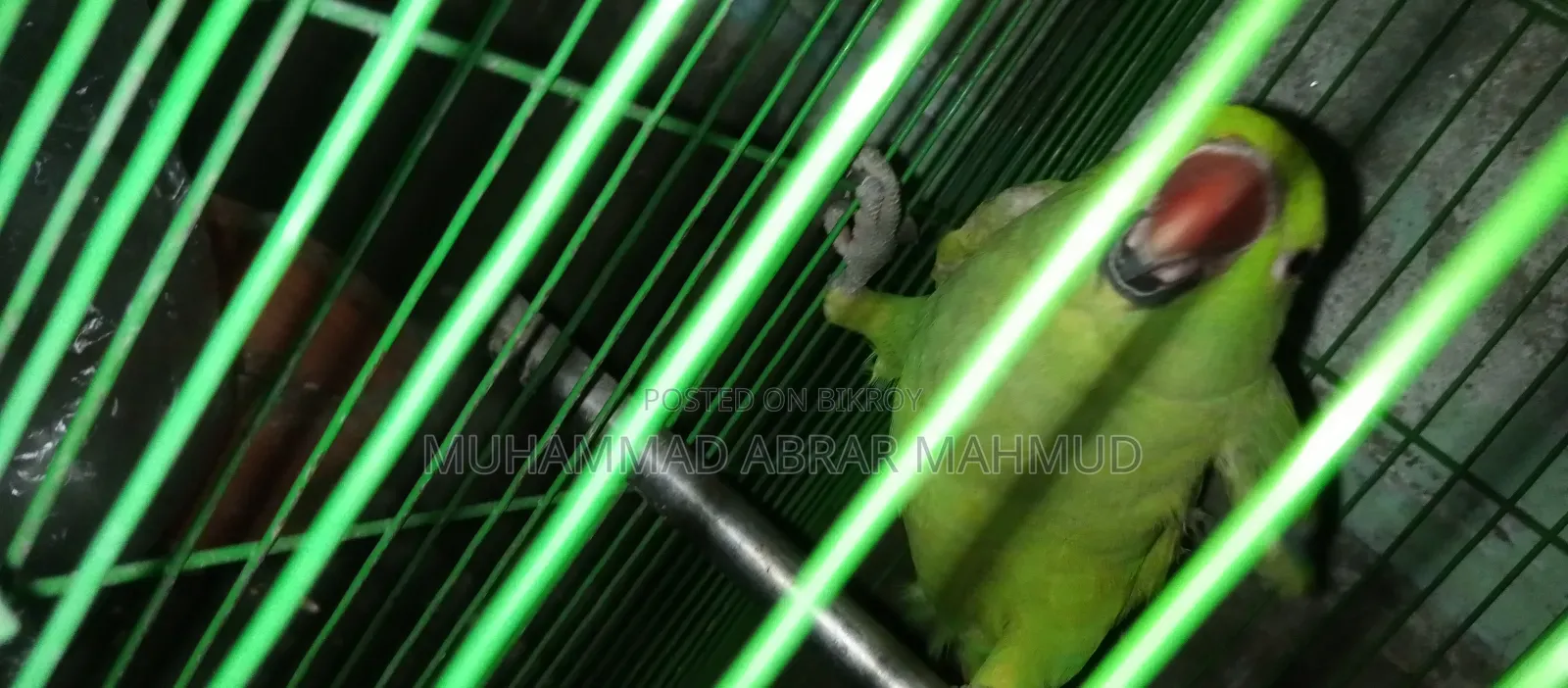Parrot