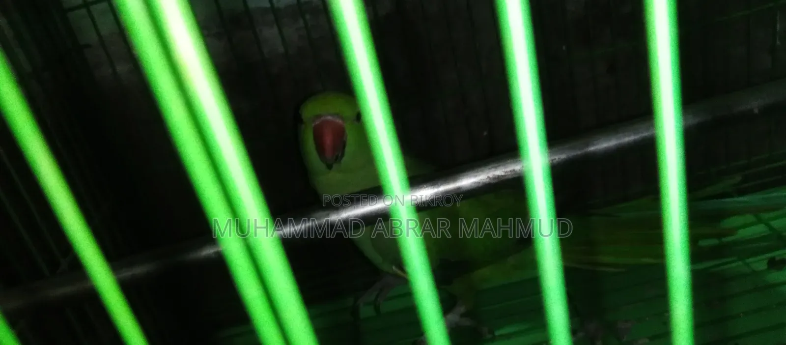 Parrot