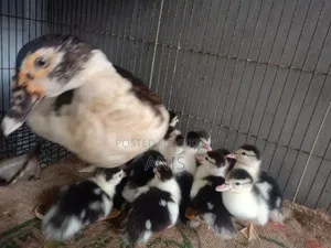 চীনা হাসের বাচ্চা বিক্রয় করা হবে।