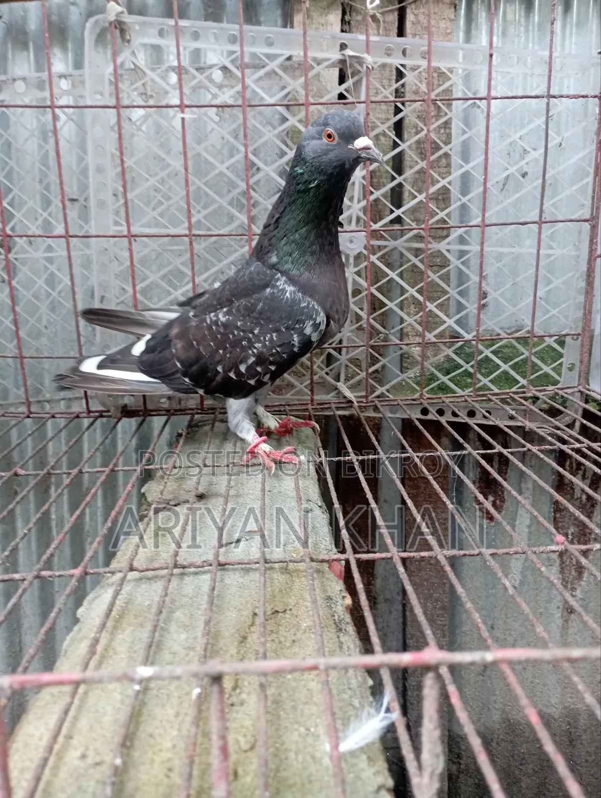 Giribaz Pigeon
