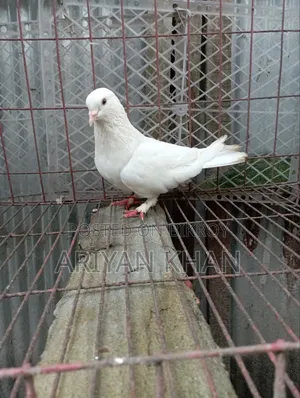 Giribaz Pigeon