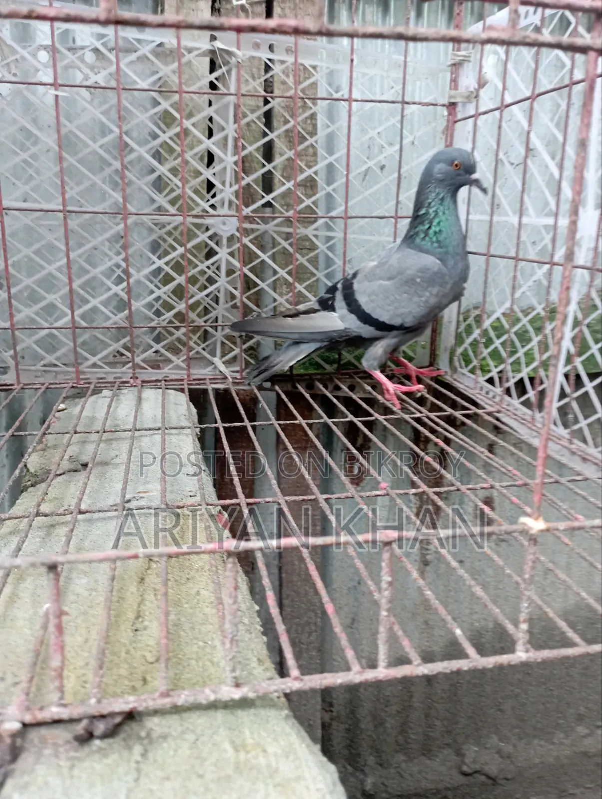 Giribaz Pigeon